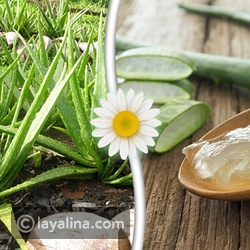 فوائد صبار الألوفيرا Aloe Vera ليالينا