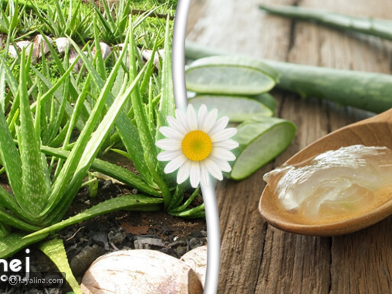 فوائد صبار الألوفيرا Aloe Vera ليالينا
